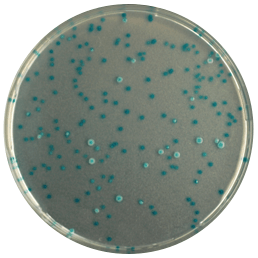 Каталог CHROMagar E. coli - для определения и подсчета E. coli в образцах воды и пищи